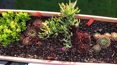 Crassulaceae (10).jpg
