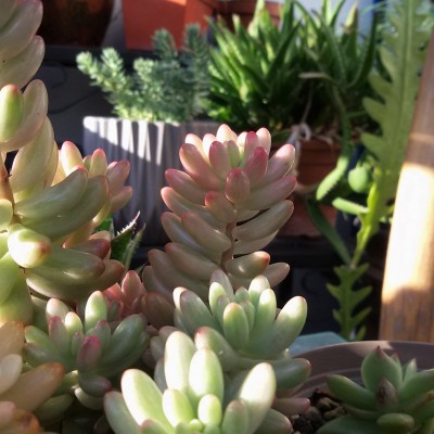 Crassulaceae (20).jpg