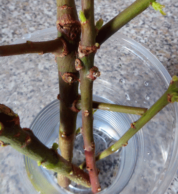 P1060502.gif