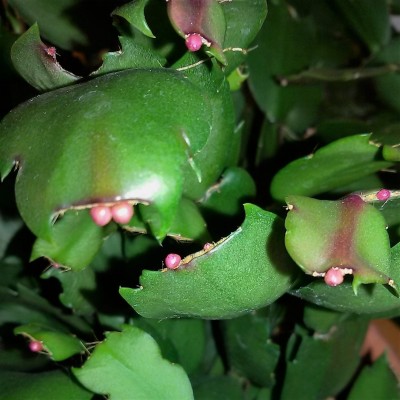 Schlumbergera (1).jpg