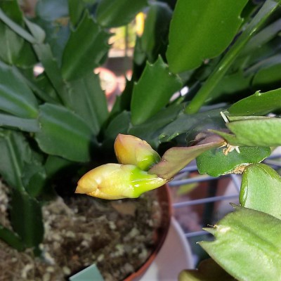 Schlumbergera (e).jpg