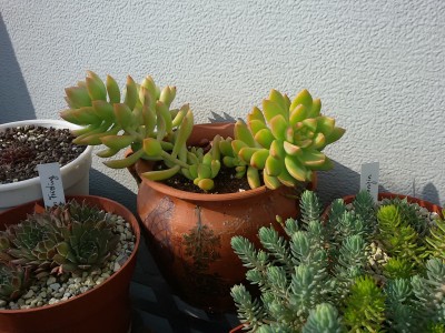 Crassulaceae (7).jpg