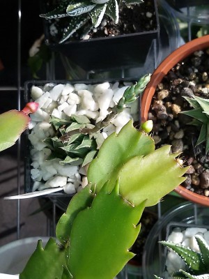 Haworthia Schlumbergera.jpg