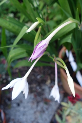 DSC00789.JPG