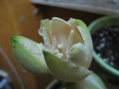 Ama weiß Spinnstube.JPG