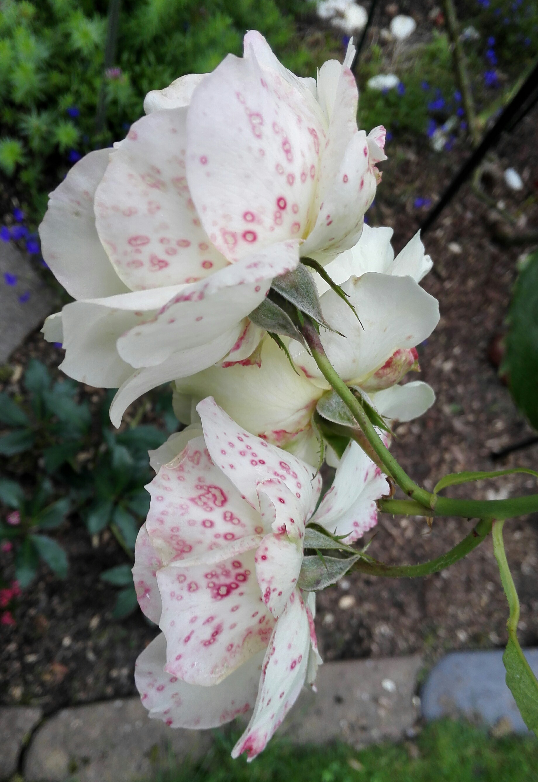 Rote Flecken auf Blüten von weißen Rosen · Pflanzenkrankheiten & Schädlinge  · GREEN24 Pflanzen & Garten Forum