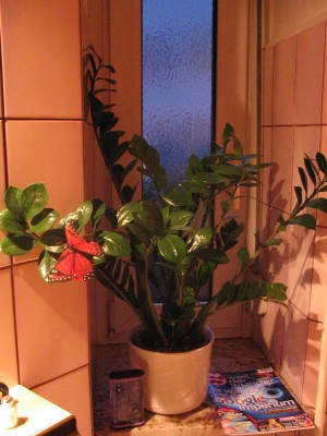 Zamioculcas1.JPG