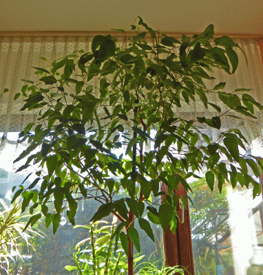 P1060545.gif