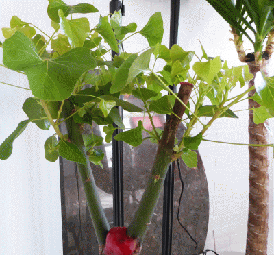 P1060588.gif