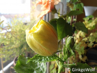 Hibiscus_gelbgfllt_2017_10_18.JPG