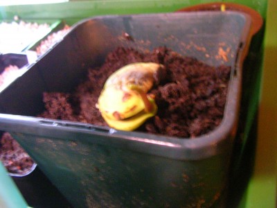 Mango 001.JPG