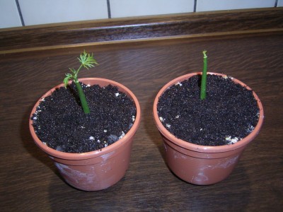 Jatropha 031.jpg