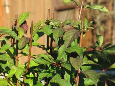 Schneeschild 012.JPG