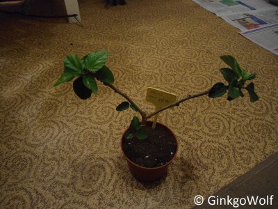 Hibiscus_cremegfllt_2017_10_23.JPG