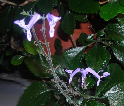 DSCN0488.jpg