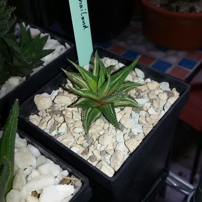 Haworthiopsis (5).jpg