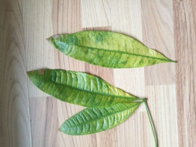 Pachira gelbe Blätter · Pflanzenkrankheiten & Schädlinge · GREEN24 Pflanzen  & Garten Forum