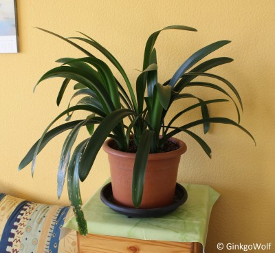 Clivia_2017_10_29.JPG