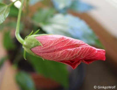 Hibiscus_rotgfllt_2017_10_29 (2).JPG