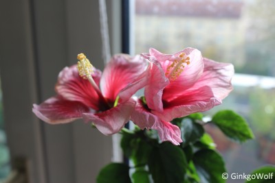 Hibiscus_weiszrosa_2017_10_27.JPG