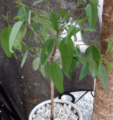 P1060636.gif
