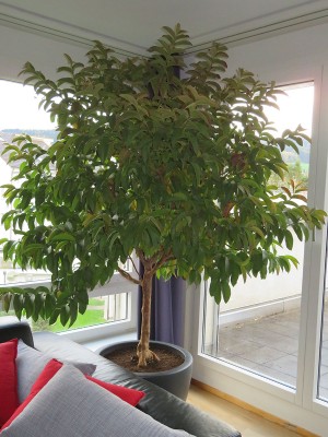 171029_psidium_guajava_1.jpg