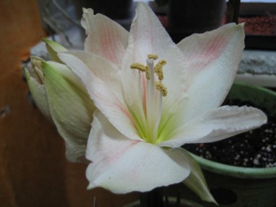 Ama weiß Blüte.JPG