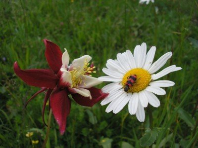 mrgerittenkäfer.JPG