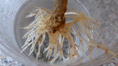 P1060679.gif