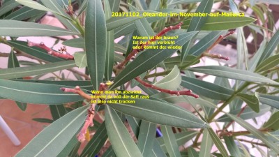 20171102_Oleander-braun-im-November-auf-Mallorca.jpg
