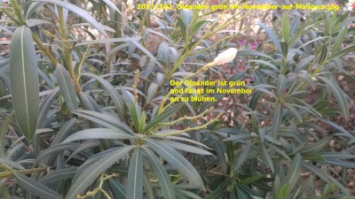 20171102_Oleander-grün-im-November-auf-Mallorca.jpg.jpg