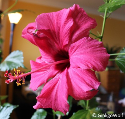 Hibiscus_rotgfllt_2017_11_02.JPG