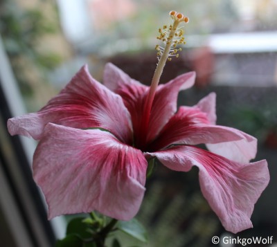 Hibiscus_weiszrosa_2017_11_02.JPG