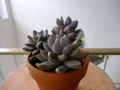 DSCF1172.JPG