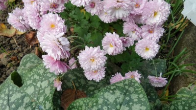2017-11-04 07.56.38.jpg