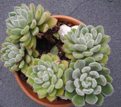 DSCN8054-k.jpg