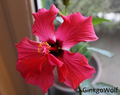 Hibiscus_rotgfllt_2017_11_09.JPG