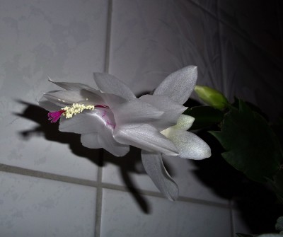 IMGP7599.JPG