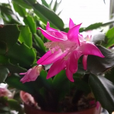Wild Cactus2.jpg