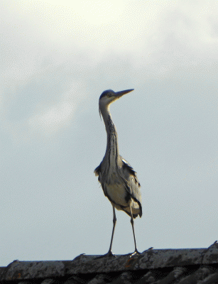 P1060742.gif