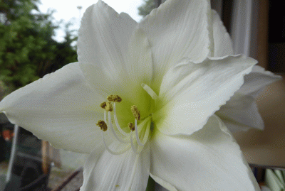P1060758.gif