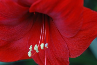Amaryllis 2.jpg