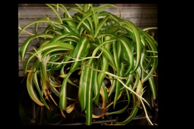 Grnlilie geht ein brauche Hilfe  Pflanzenkrankheiten & Schdlinge   GREEN24 Pflanzen & Garten Forum