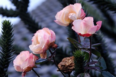 Dezember-Rosen.jpg