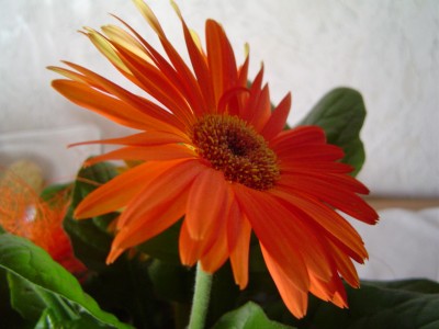 Gerbera 1.jpg