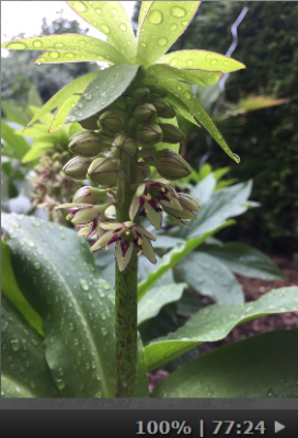 Eucomis.png