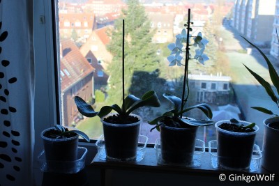 Phal_2018_01_08 (1).JPG