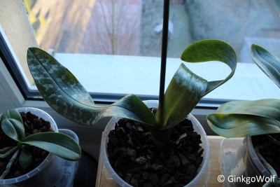Phal_2018_01_08 (4).JPG