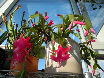 DSCN8209.JPG