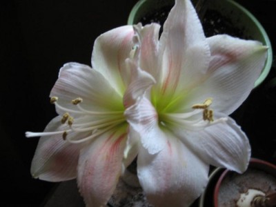 Ama weiß Blüte1.JPG